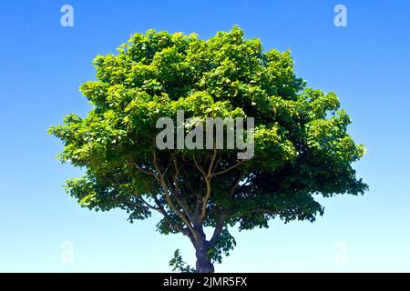 Sycamore (acer pseudoplatanus), ein Schuss eines einsamen, kleinen, jungen Baumes mit vollem Blatt, bei Sonnenschein und isoliert vor einem klaren blauen Himmel. Stockfoto