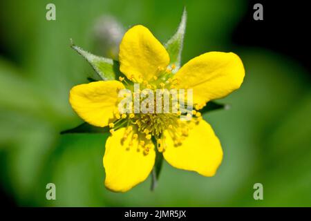 Wood Avens oder Herb Bennett (geum urbanum), Nahaufnahme der kleinen, leuchtend gelben Blume der gewöhnlichen Waldpflanze. Stockfoto