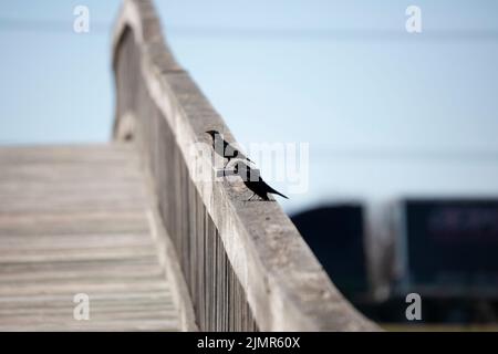 Weibliche Rotflügelamsel (Agelaius phoeniceus) auf einer Holzschiene in der Nähe einer männlichen Rotflügelamsel Stockfoto