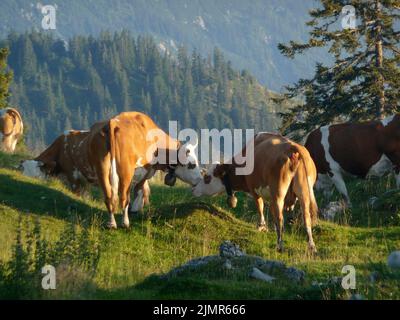 Herde von Kühen in österreichischen Alpen Stockfoto