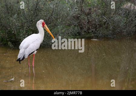 Gelbschnabelstorch im Wasser Stockfoto