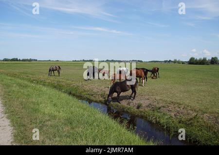 Weidelandschaft. Pferde grasen auf der Wiese, trinken das Wasser in einem Graben. Sommer in den Niederlanden. In der Nähe des Dorfes Bergen in Nordholland Stockfoto