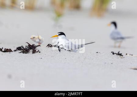 Am wenigsten Seeschwalbe (Sternula antillarum) am Nest Stockfoto