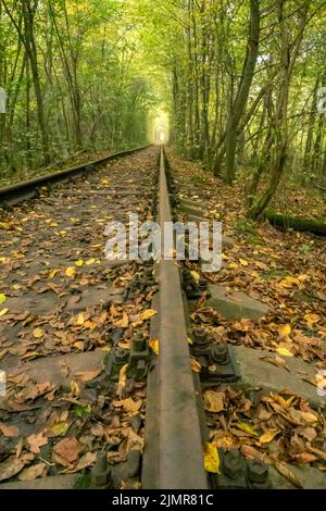 Tunnel der Liebe im Sommer Ukraine Stockfoto