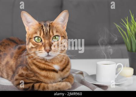 Bengalkatze entspannt sich auf einer karierten Decke. Eine Tasse Tee auf dem Couchtisch. Frühstück auf der Couch in der Morgensonne. Stockfoto