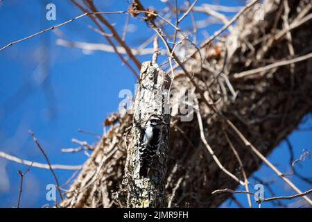 Männlicher Haarspecht (Leuconotopicus villosus), der nach rechts schaut, während er sich an einem Baum anklammert Stockfoto