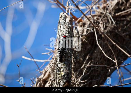 Männlicher Haarspecht (Leuconotopicus villosus) beim Ausgraben eines Baumes Stockfoto