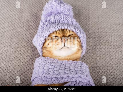 Nahaufnahme einer schlafenden Katze mit Hut. Stockfoto
