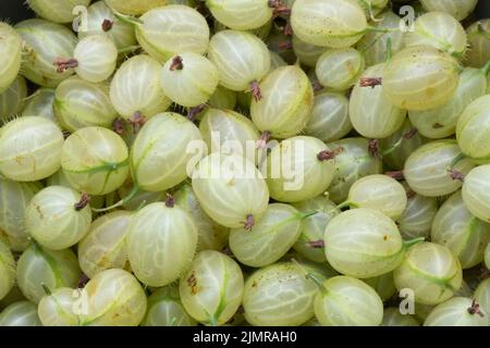 Frisch Gepflückte Grüne Invicta-Stachelbeeren (Ribes Uva-Crispa) Stockfoto