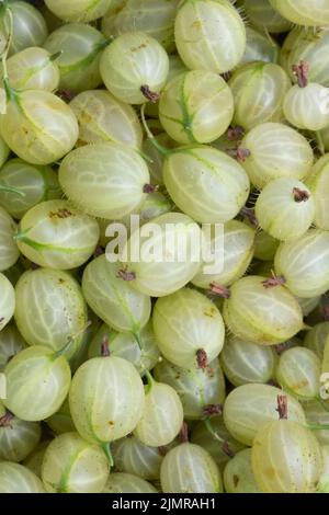 Selbst Angebaute Grüne Invicta Stachelbeeren (Ribes Uva-Crispa) Stockfoto