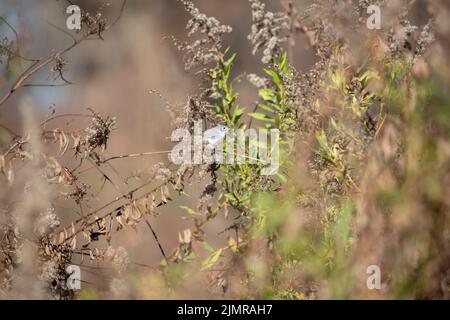 Winziger, blau-grauer Gnatcatcher (Polioptila caerulea), der auf einer getrockneten Pflanze thront Stockfoto