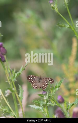 Ein gesprenkelter Holzschmetterling (Pararge Aegeria) mit zerfetzten Flügeln auf einer schleichenden Thistelblume (Cirsium Arvense) Stockfoto