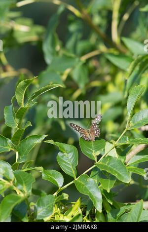 Ein gesprenkelter Schmetterling aus Holz (Pararge Aegeria) mit beschädigten Flügeln, die sich in Sonnenschein auf einem Eschenblatt (Fraxinus Excelsior) klatschen Stockfoto