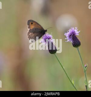 Ein kleiner Heideschmetterling (Coenonympha Pamphilus), der im Sommer auf einem schleichenden Thistle-Blütenkopf (Cirsium Arvense) auf der Nahrungssuche ist Stockfoto