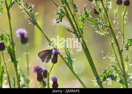 Ein Ringel-Schmetterling (Aphantopus Hyperantus), der sich auf einem Thistelblumenkopf zwischen den Stielen und Stielen des schleichenden Thistles (Cirsium Arvense) ernährt Stockfoto