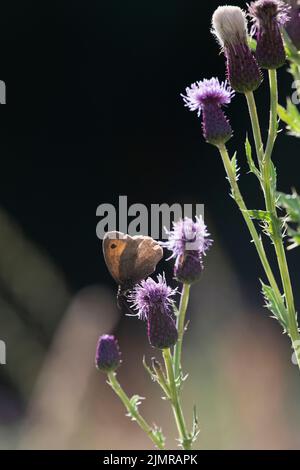 Eine kleine Heide (Coenonympha Pamphilus) Schmetterling auf kriechenden Thistle (Cirsium Arvense) Blütenköpfe in Sonnenschein Stockfoto