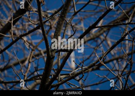 Neugierige Rotflügelamsel (Agelaius phoeniceus), die sich von ihrem Barsch aus auf einem Ast mit einem blauen Himmel im Hintergrund umsieht Stockfoto