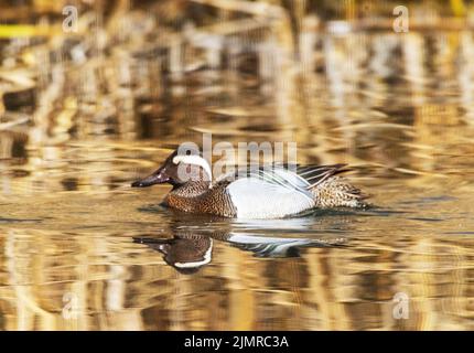 Ein Garganey (Anas querquedula), knÃ¤kente, auf einem See in Heilbronn, Deutschland, Baden-WÃ¼rttemberg, Europa Stockfoto