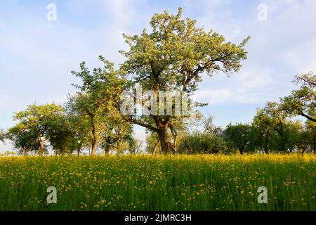 Ein Wiesengarten in Hohenlohe, Baden-WÃ¼rttemberg, Deutschland, Europa Stockfoto