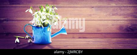 Buntes Schneeglößchen-Bouquet in einer Gießkannen. Konzept von Frühling und Gartenarbeit. Stockfoto