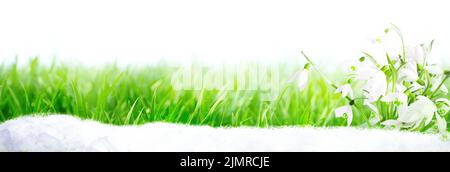 Viele Schneeglöckchen in den ersten Frühlingstagen Stockfoto