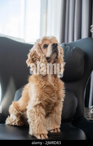 American Cocker Spaniel auf einem schwarzen Lederstuhl vor dem Hintergrund eines Fensters in der Wohnung. Stockfoto