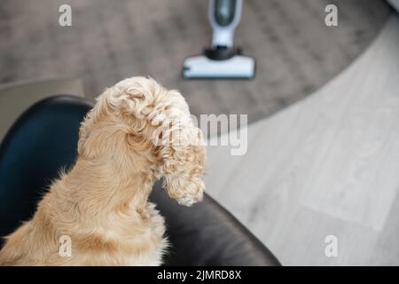 Der Hund beobachtet die Reinigung im Haus mit einem Staubsauger. Hund sitzt auf einem Stuhl. Stockfoto