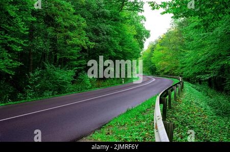 Eine nasse Asphaltstraße, die durch einen grünen Wald führt. Stockfoto