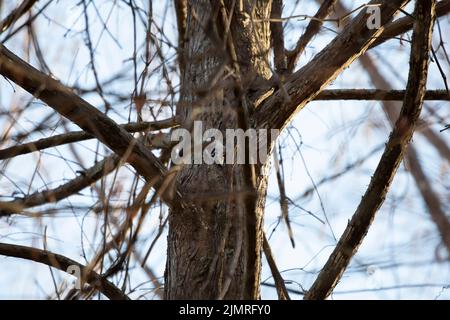 Flaumspecht (Picoides pubescens) auf einem Baumstamm Stockfoto