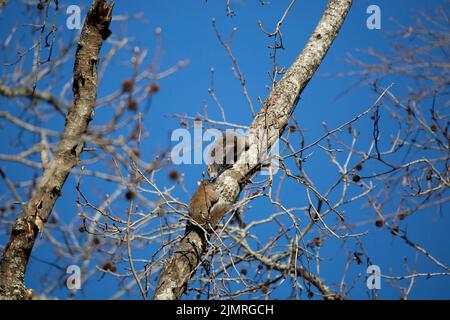 Zwei östliche graue Eichhörnchen (Sciurus carolinensis) auf einem Baum Stockfoto