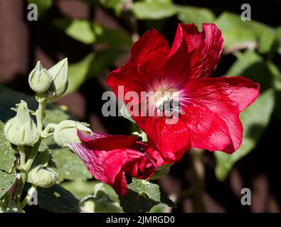 Hummel sammelt Nektar von der Roten Hollyhock Alcea Blume Stockfoto