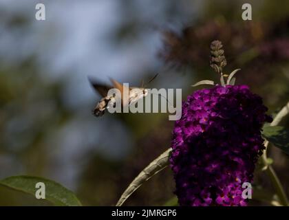 Kolibri Hawk Moth Macroglossum stellatarum schwebt über Purple Buddleia und verwendet Proboscis, um Nektar zu sammeln Stockfoto