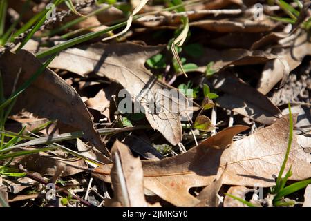 Gefleckte Wolfsspinne (Pardosa amentata) auf einem toten Blatt auf dem Boden Stockfoto