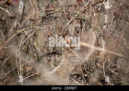 Weiblicher östlicher Towhee (Pipilo erythrophthalmus), der im Winterlaub aus seinem Versteck singt Stockfoto