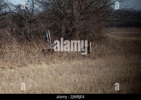 Zwei wachsam-Weißschwanzhirsche (Odocoileus virginianus) beobachten, während sie teilweise getarnt sind Stockfoto