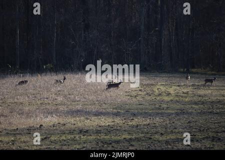 Der Weißschwanzhirsch (Odocoileus virginianus) läuft auf einem Feld Stockfoto