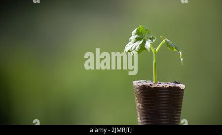 Babybohnenpflanze wächst in Plastikbecher. Stockfoto