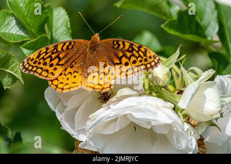 Ein Wiesenfritillary auf einer weißen Rose Stockfoto