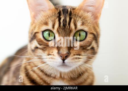 Nahaufnahme einer bengalischen Katze Stockfoto
