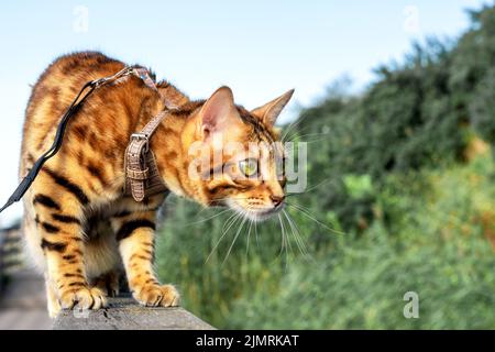 Bengalische Hauskatze sitzt auf einem Baumstamm Stockfoto
