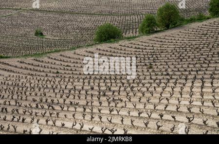 Landschaftsansicht von braunen Feldern mit niederstieligen Weinreben in den Weinbergen von La Rja im Norden Spaniens Stockfoto