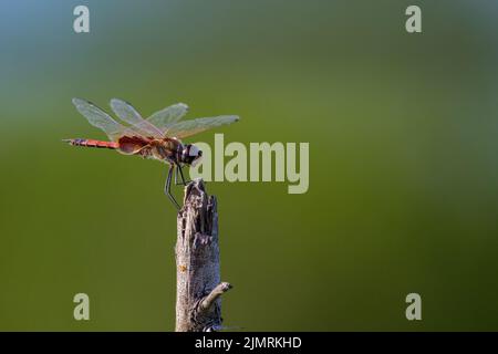 Eine einsamer männlicher Common Glider-Libelle ruht kurz auf einem gebrochenen Ast, bevor sie in St. Lawrence, QLD, Australien, Flugtauchfliegen nach Insekten nimmt. Stockfoto