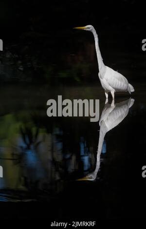 Ein östlicher Großreiher steht keuschtief im Wasser mit einem perfekten Reflexionsscan in einem Wasserloch in Port Douglas, Queensland, in Australien. Stockfoto