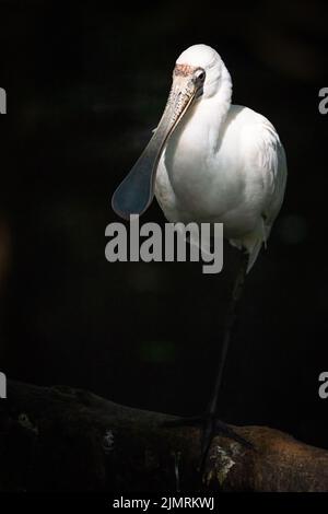 Ein einziger Royal Spoonbill, der auf einem Bein in einem wunderschönen Nachmittagslicht in einem Teich im Touristenmekka Port Douglas in Queensland, Australien, steht. Stockfoto