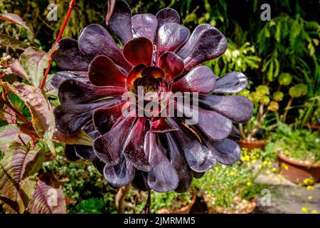 Aeonium Arboreum ‘Zwartkop’ (Schwarze Rose) Sukkulente Stockfoto