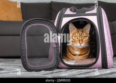 Die Katze guckt aus dem rosa Beutel. Stockfoto