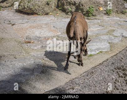 Alpine Ibex - Capra Ibex in Sa auch bekannt als steinbock oder Bouquetin im Salzburger Zoo Stockfoto