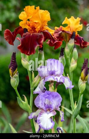 Iris germanica, allgemein bekannt als bärtige Iris oder deutsche bärtige Iris. Stockfoto