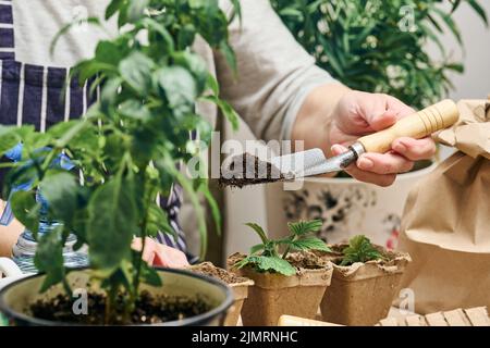 Eine Frau gießt Erde in einen Pappbecher mit grünem Sprossen. Pflanzen zu Hause anbauen Stockfoto