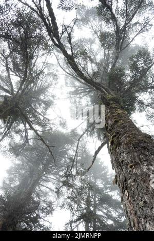 Blick von unten auf den Baumkronen des Waldes Stockfoto